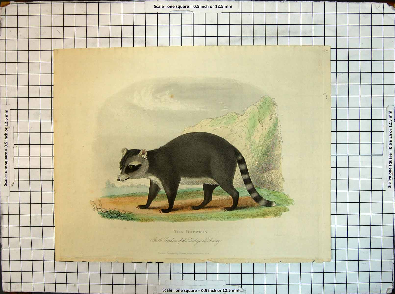 Original Old Antique Print Colour Animals Raccoon Zoological Society Gardens