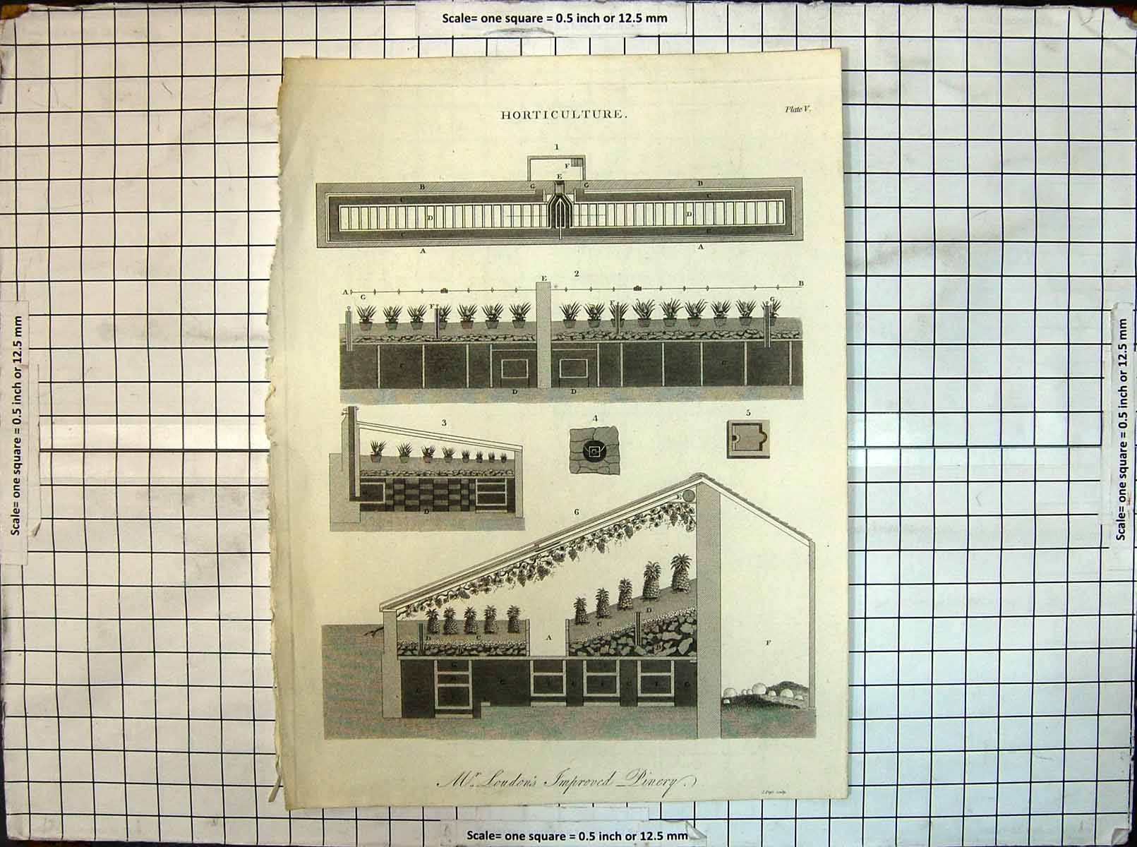Original Old Antique Print Horticulture Londons Improved Pinery Pineapples 18th