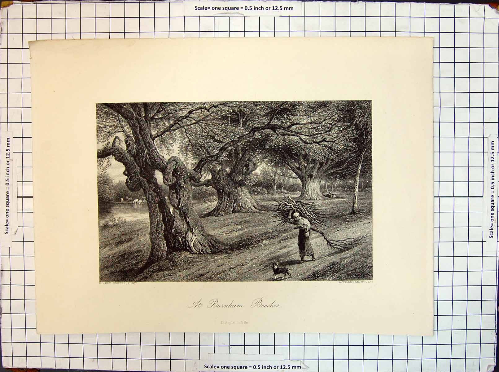 Original Old Antique Print Burnham Beeches Appleton Foster Willmore