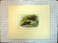 Original Old Antique Print Colour Water Vole Rodents Animals