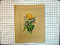 Original Old Antique Print Colour Flowers Nature Plants Botany