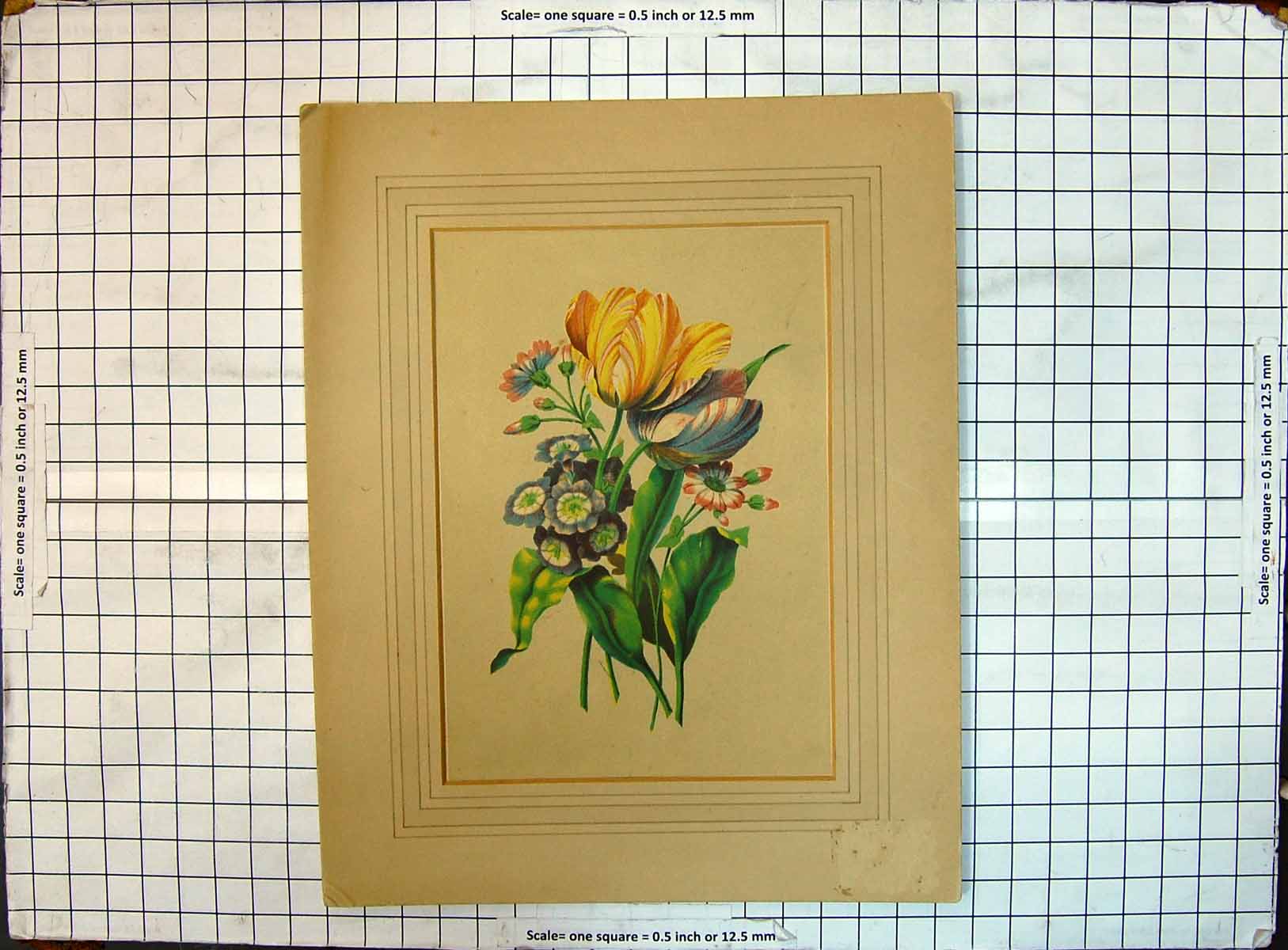 Original Old Antique Print Colour Flowers Nature Plants Botany