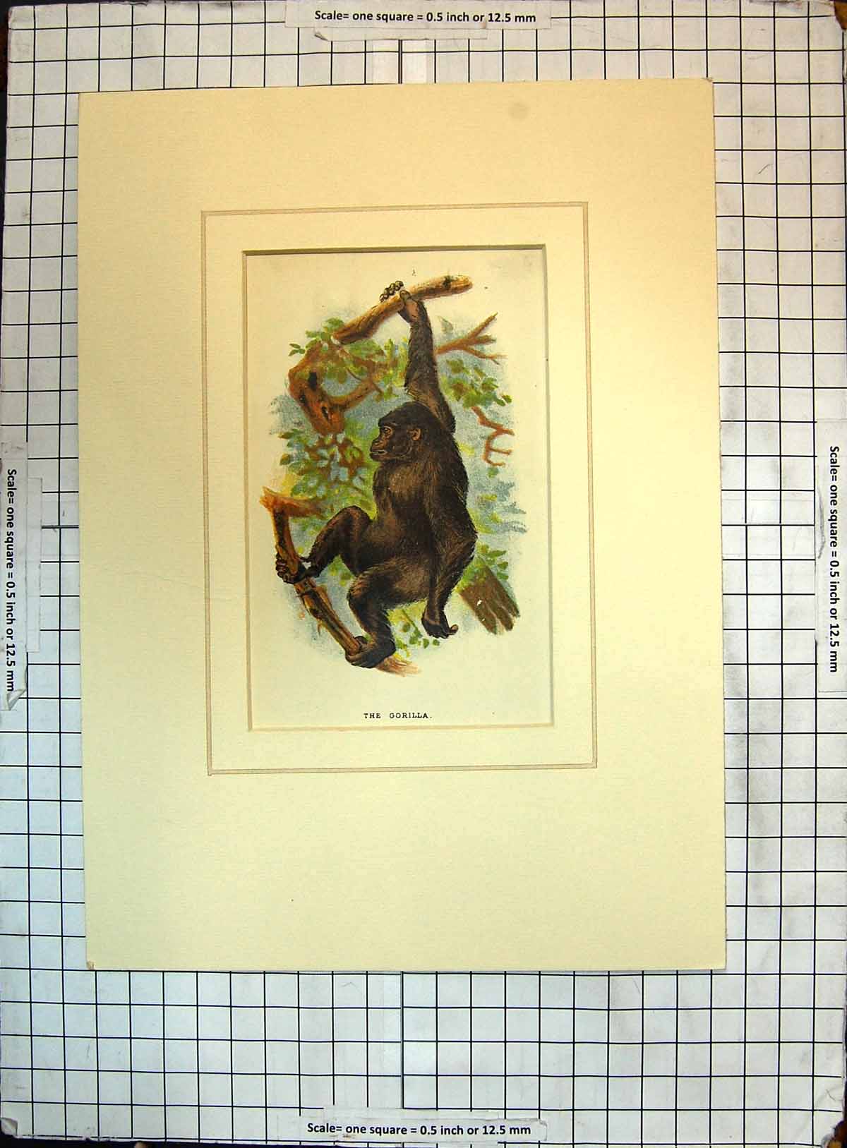 Original Old Antique Print Colour Gorilla Animal Climbing Tree