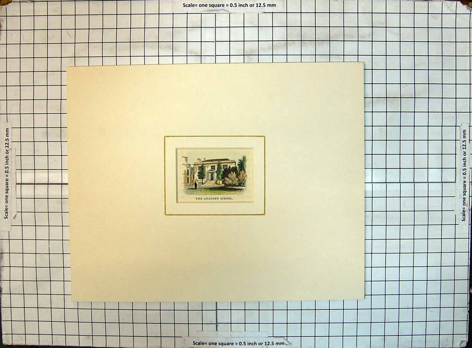 Original Old Antique Print Colour Anatomy School Building Architecture