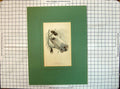 Original Old Antique Print Colour Hungarian Horse Head Loffani