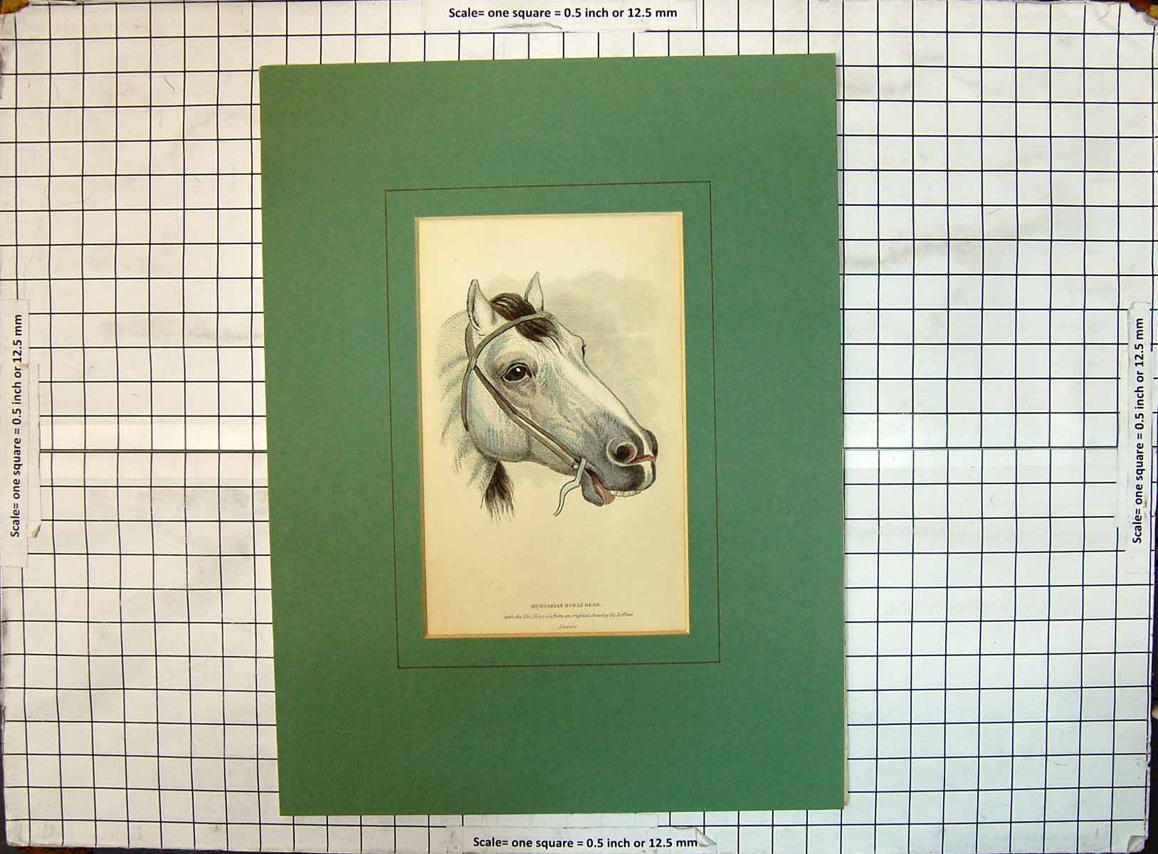 Original Old Antique Print Colour Hungarian Horse Head Loffani