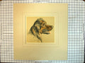 Original Old Antique Print Colour Sketch Dogs Head Bob