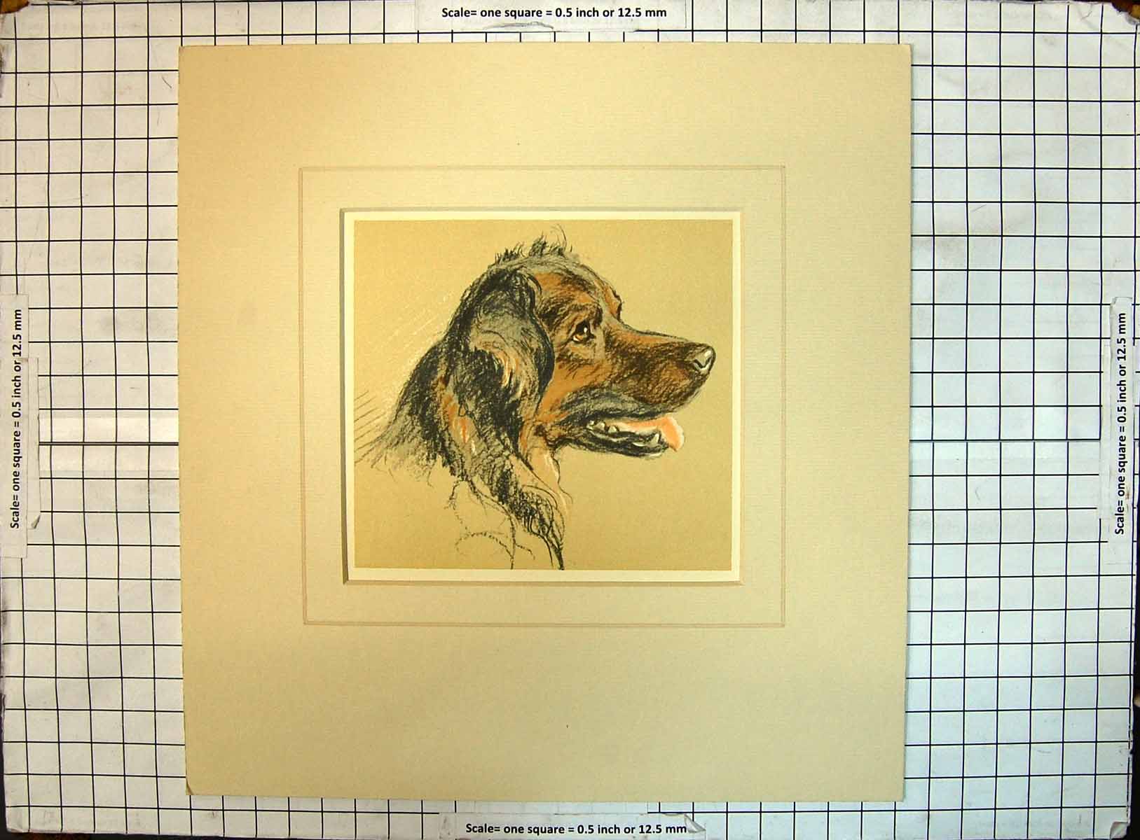 Original Old Antique Print Colour Sketch Dogs Head Bob