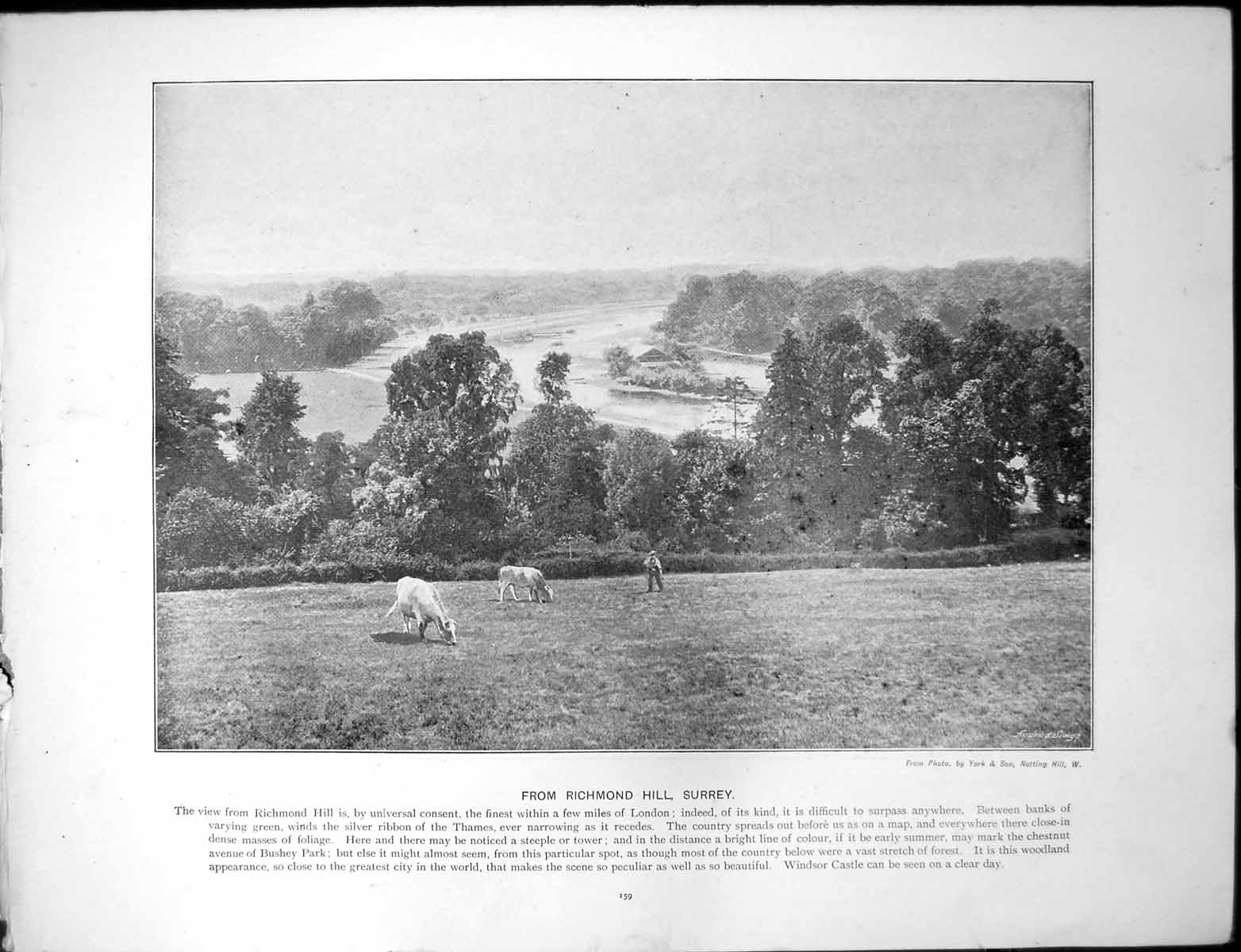 Antique Old Print View Richmond Hill Surrey Cattle Lincoln North Bank Witham