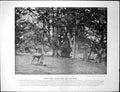 Antique Print Epping Forest Beech Wood Near High Beech Hull From Docks Port