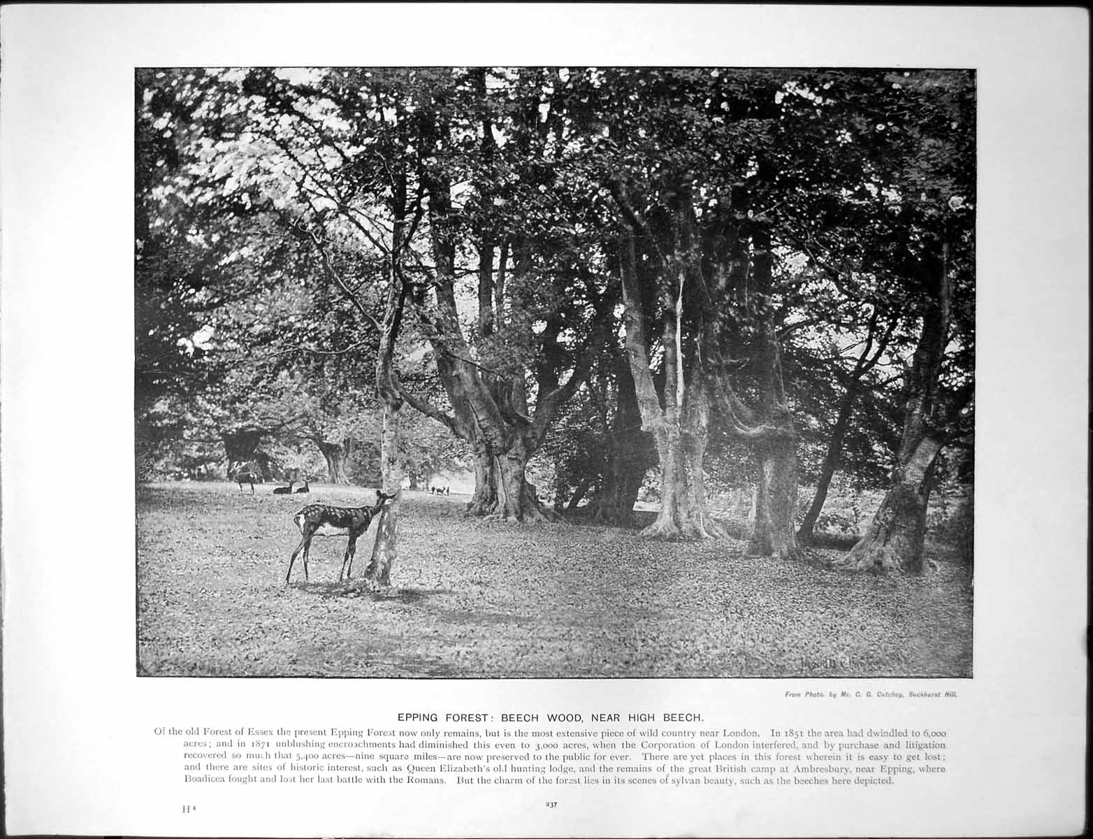 Antique Print Epping Forest Beech Wood Near High Beech Hull From Docks Port