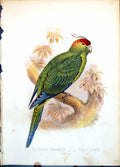 Antique Print The Ground Parakeet Pezopornus Life Size Tree Foliage C 1874 19th