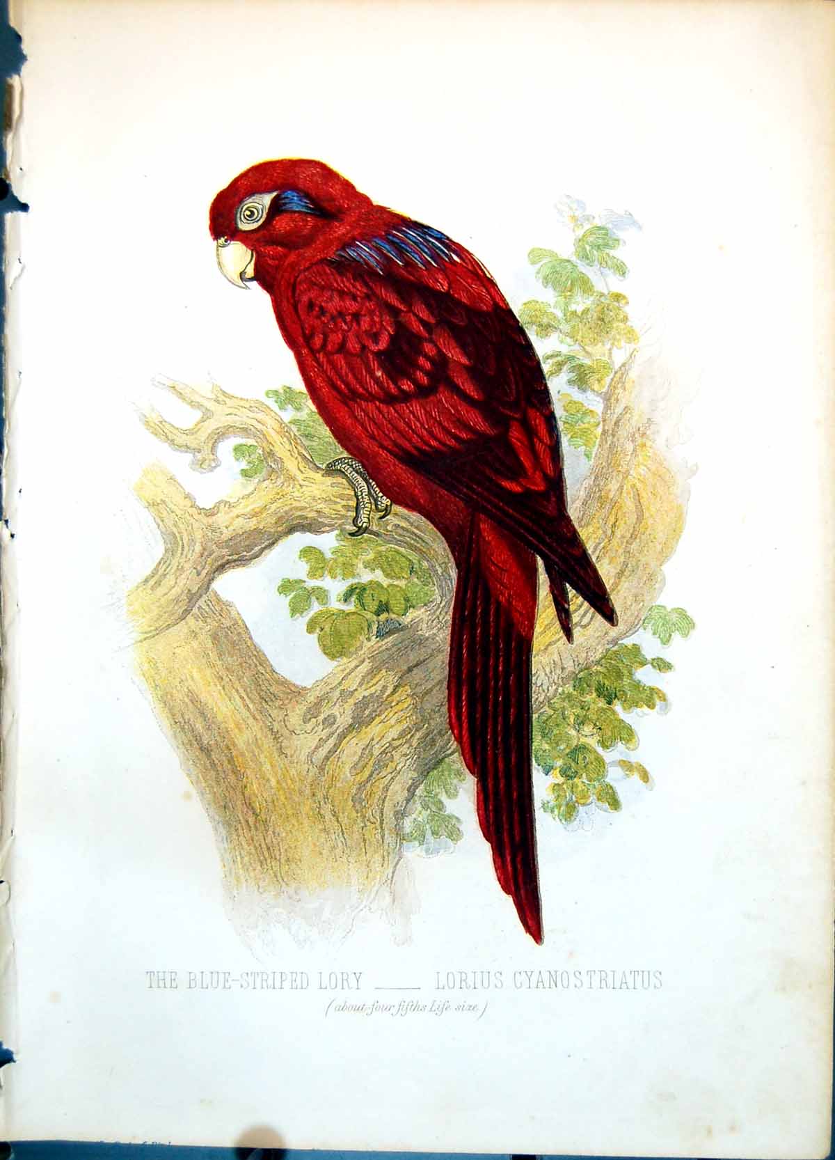 Old Blue-Striped Lory Lorius Cyanostriatus Four Fifths Life Size C1874 19th