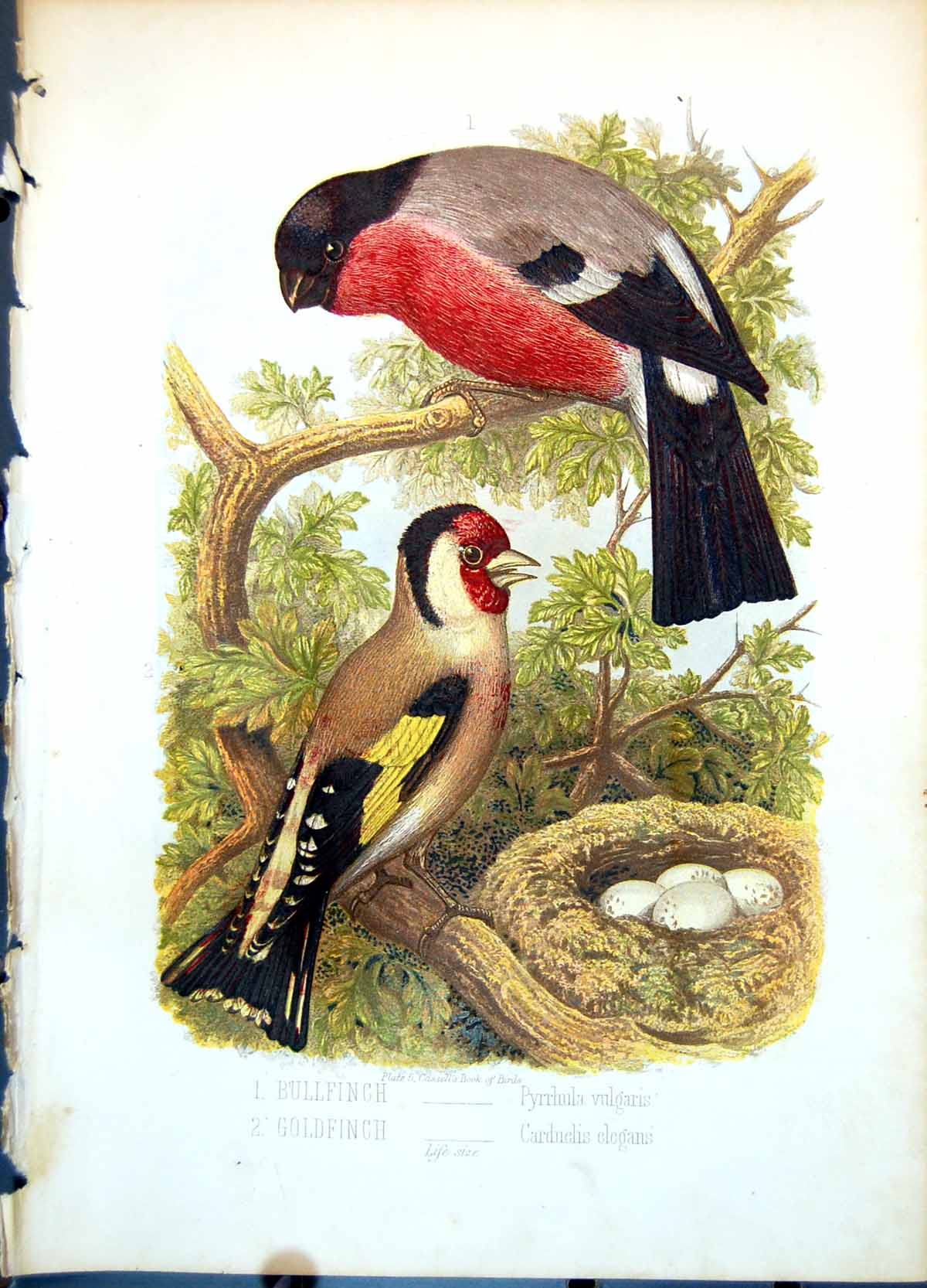 Antique Old Print Bullfinch Pyrrhula Vulgaris Gfinch Carduelis Elegans C1874