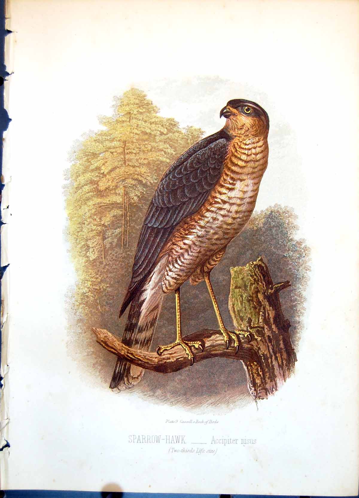 Antique Print Sparrow-Hawk Accipiter Nisus Two Thirds Life Size Tree C1874 19th