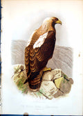 Old The Imperial Eagle Aquila Imperialis One Fourth Natural Size C1874 19th