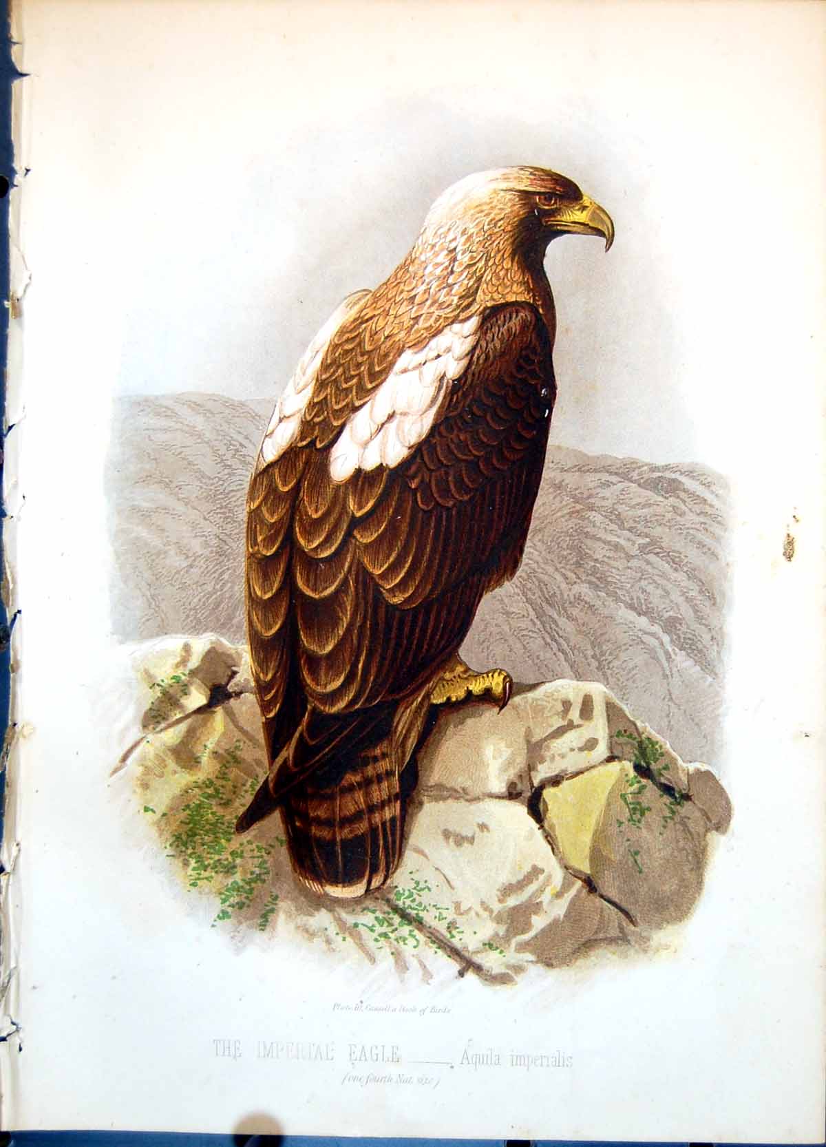 Old The Imperial Eagle Aquila Imperialis One Fourth Natural Size C1874 19th