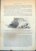Antique Old Print Respiratory Apparatus A Fowl Lungs Breast Bone Hinge C1874
