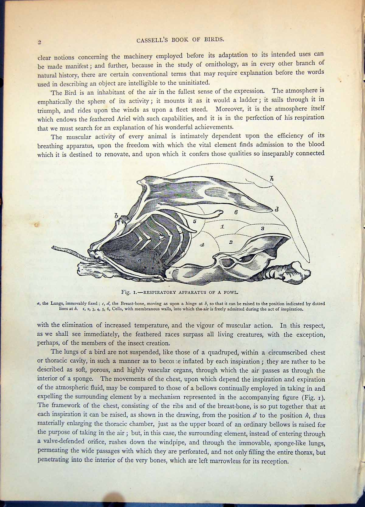 Antique Old Print Respiratory Apparatus A Fowl Lungs Breast Bone Hinge C1874
