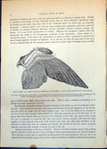 Old Wing Bird Partially Stripped Feathers Showing Quill Insertion C1874 19th