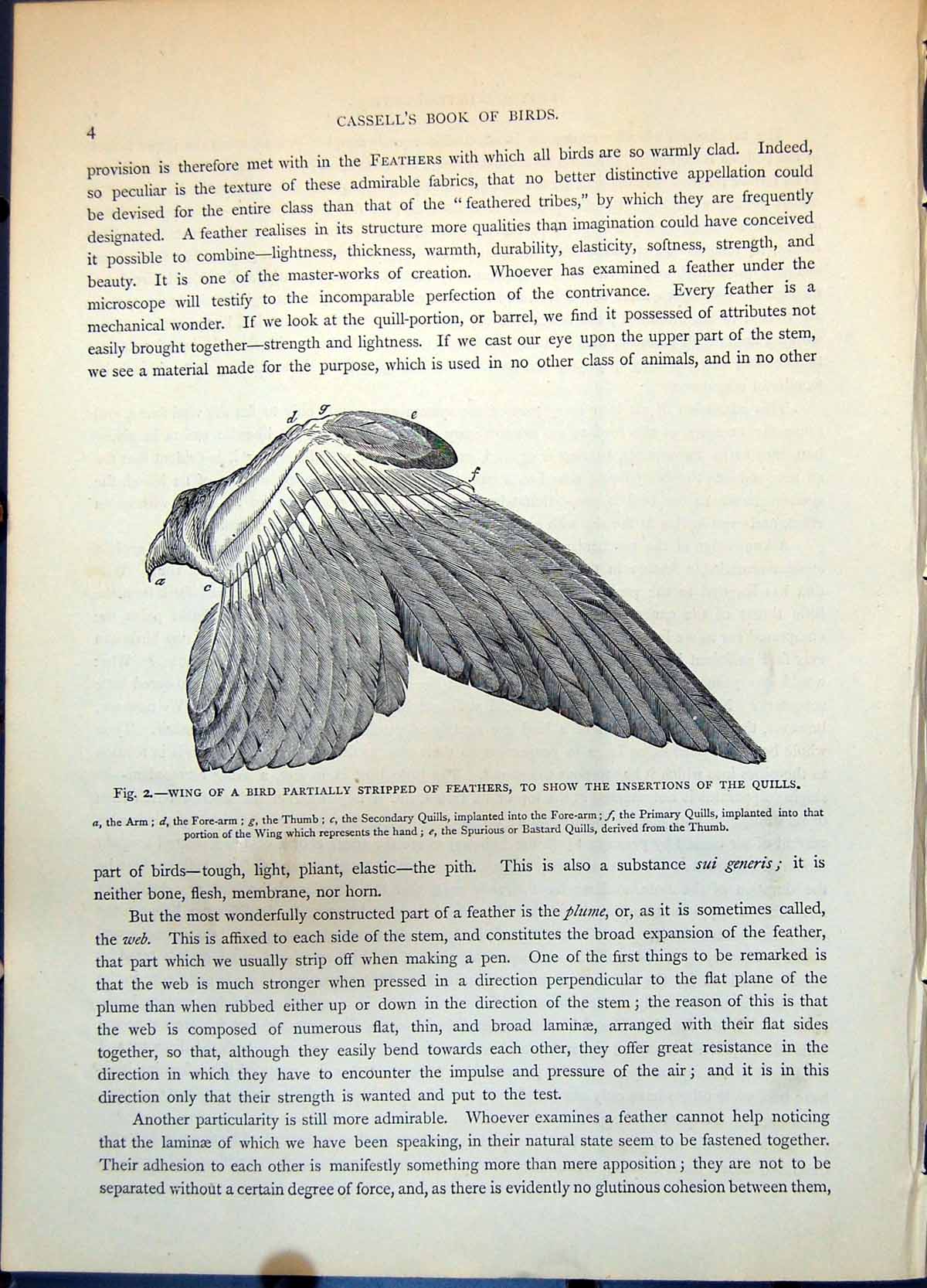 Old Wing Bird Partially Stripped Feathers Showing Quill Insertion C1874 19th