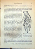 Antique Print Viscera Small Bird Euphone Violaceus Crop Gizzard Vocal C1874