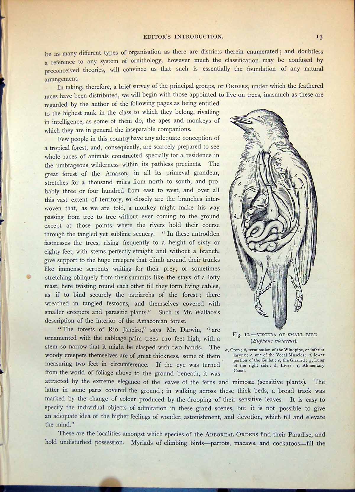 Antique Print Viscera Small Bird Euphone Violaceus Crop Gizzard Vocal C1874