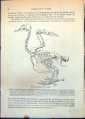 Antique Print Skeleton Goose Annotated Parts Skull Vertebrae Wing Etc C1874