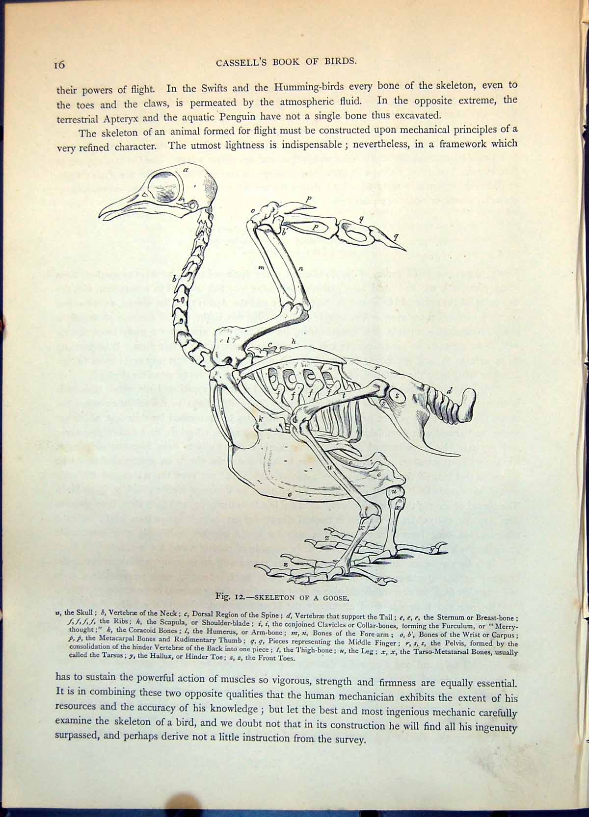 Antique Print Skeleton Goose Annotated Parts Skull Vertebrae Wing Etc C1874