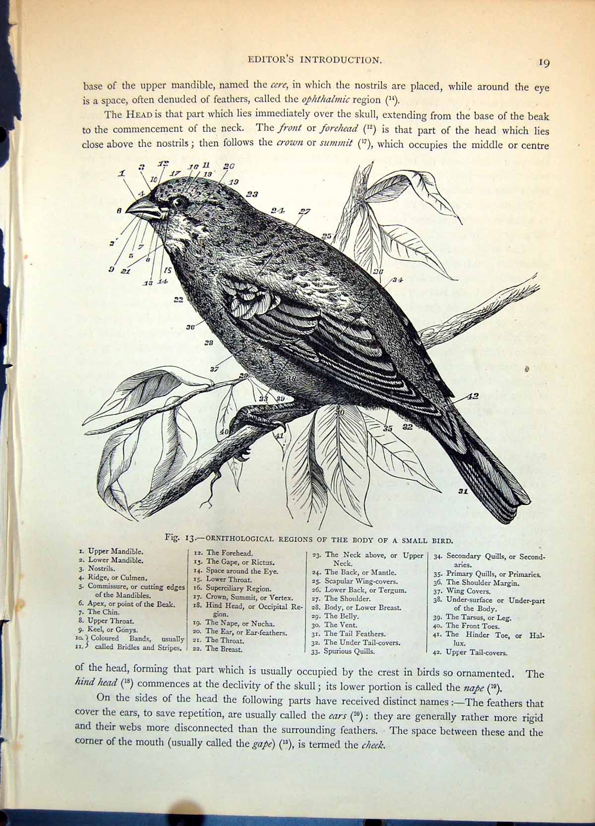 Antique Print Ornithological Regions Body Smallbird Drawing Annotated C1874