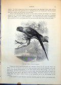 Old Collared Parrot Palaeornis Torquatus Tree Leaves Palm Tree C1874 Victorian