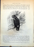 Antique Old Print Jako Psittacus Erithacus Tree Sketchy Foliage Parrot C1874