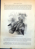 Old Amazon Parrot Chrysotis Amazonicus Tree Foliage Group Birds C1874 Victorian