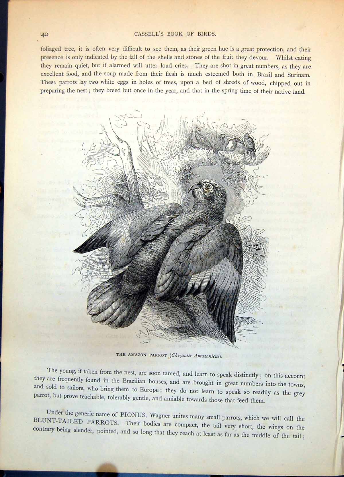 Old Amazon Parrot Chrysotis Amazonicus Tree Foliage Group Birds C1874 Victorian