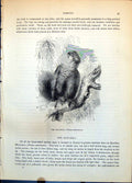 Old Maitakka Pionus Menstruus Blunt-Tailed Parrot Tree Foliage C1874 Victorian