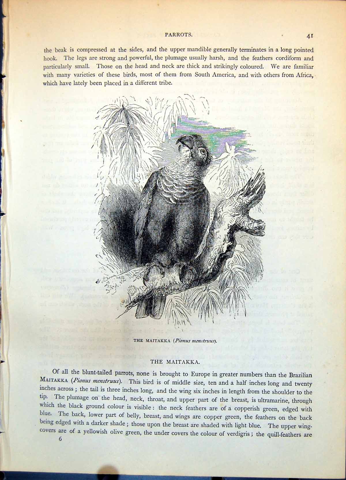 Old Maitakka Pionus Menstruus Blunt-Tailed Parrot Tree Foliage C1874 Victorian