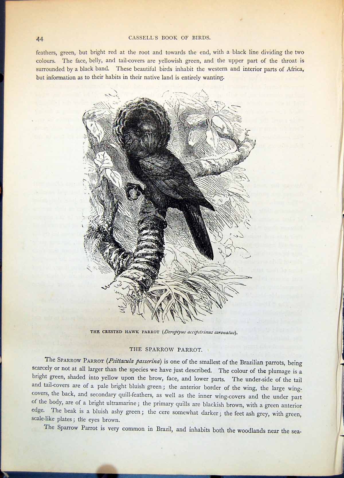 Antique Old Print Crested Hawk Parrot Deroptyus Accipitrinus Coronatus C1874