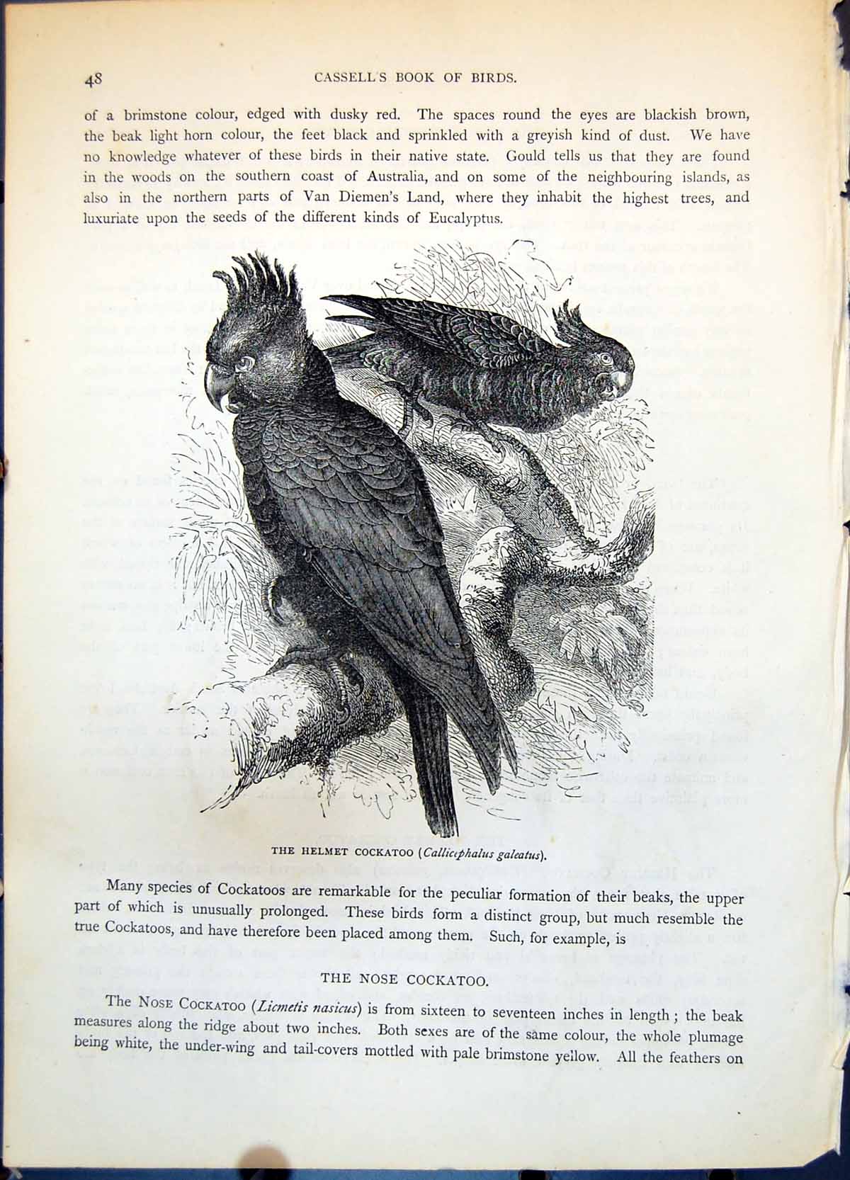 Antique Old Print Helmet Cockatoo Callicephalus Galeatus Tree Foliage C1874