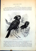 Antique Old Print Casmalos Microglossus Aterrimus New Guinea Tree Ferns C1874