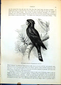 Antique Old Print Raven Cockatoo Calyptorhyncus Banksii Solid Beak Tree C1874