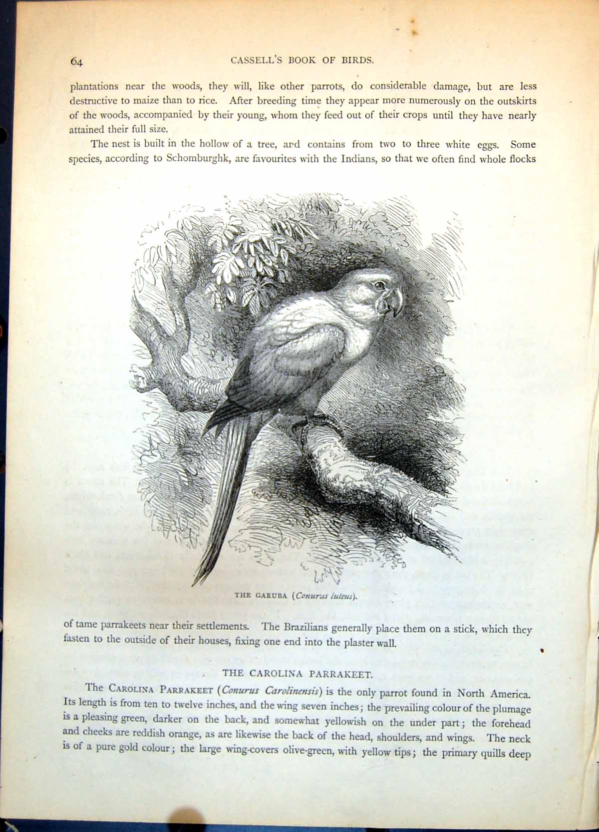 Antique Old Print Garuba Conurus Luteus Brazil Tree Foliage Text Parrot C1874