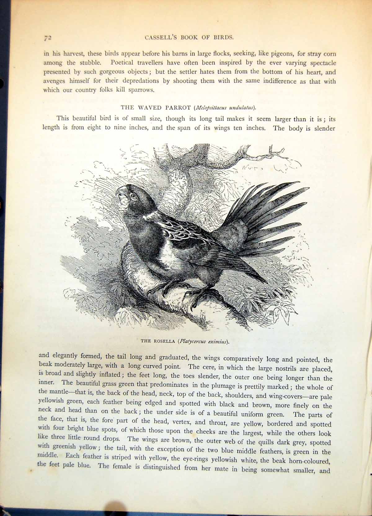 Antique Print Rosella Platycercus Eximius Parrot Tree Sketchy Foliage C1874