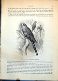 Antique Print Waved Parrot Melopsittacus Undulatus Small Group Trees C1874 19th