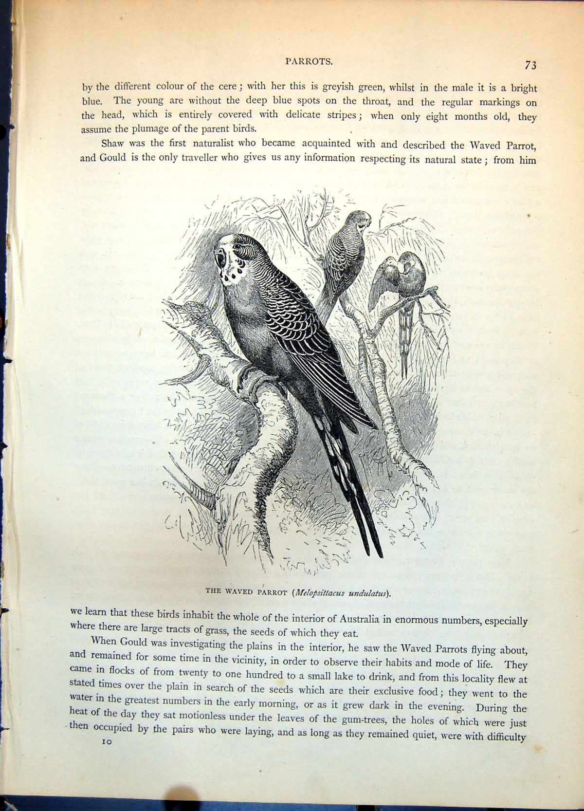 Antique Print Waved Parrot Melopsittacus Undulatus Small Group Trees C1874 19th