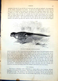Old Ground Parakeet Pezoporinus Formosus Long Tail Vegeatation C1874 Victorian