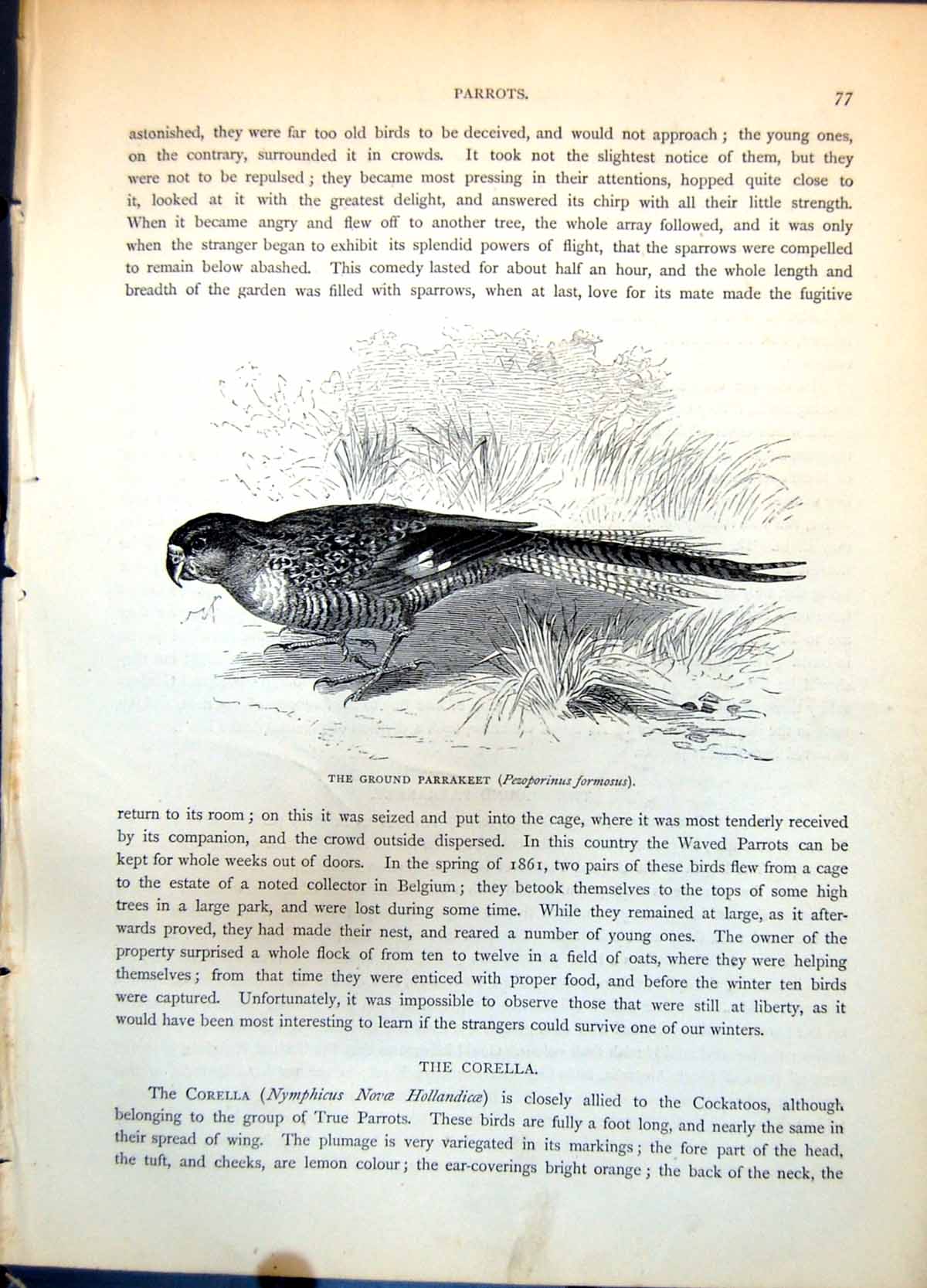 Old Ground Parakeet Pezoporinus Formosus Long Tail Vegeatation C1874 Victorian