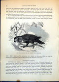 Antique Print Purple Capped Lory Or Lorikeet Lorius Domicella Parrot C1874 19th