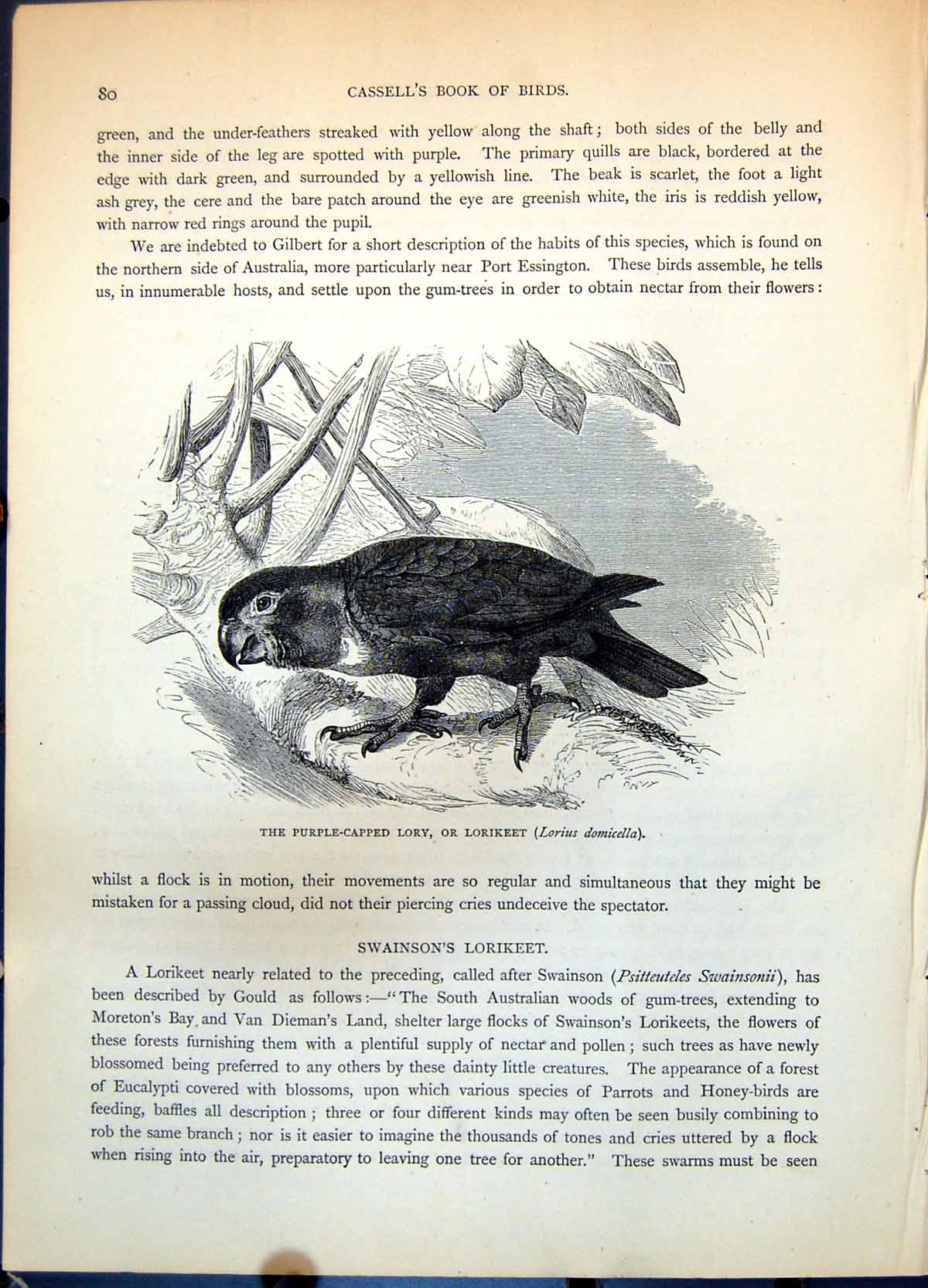 Antique Print Purple Capped Lory Or Lorikeet Lorius Domicella Parrot C1874 19th