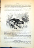 Old Print Dappled Lorikeet Psitteuteles Versicolor Parrot On Ground C1874 19th