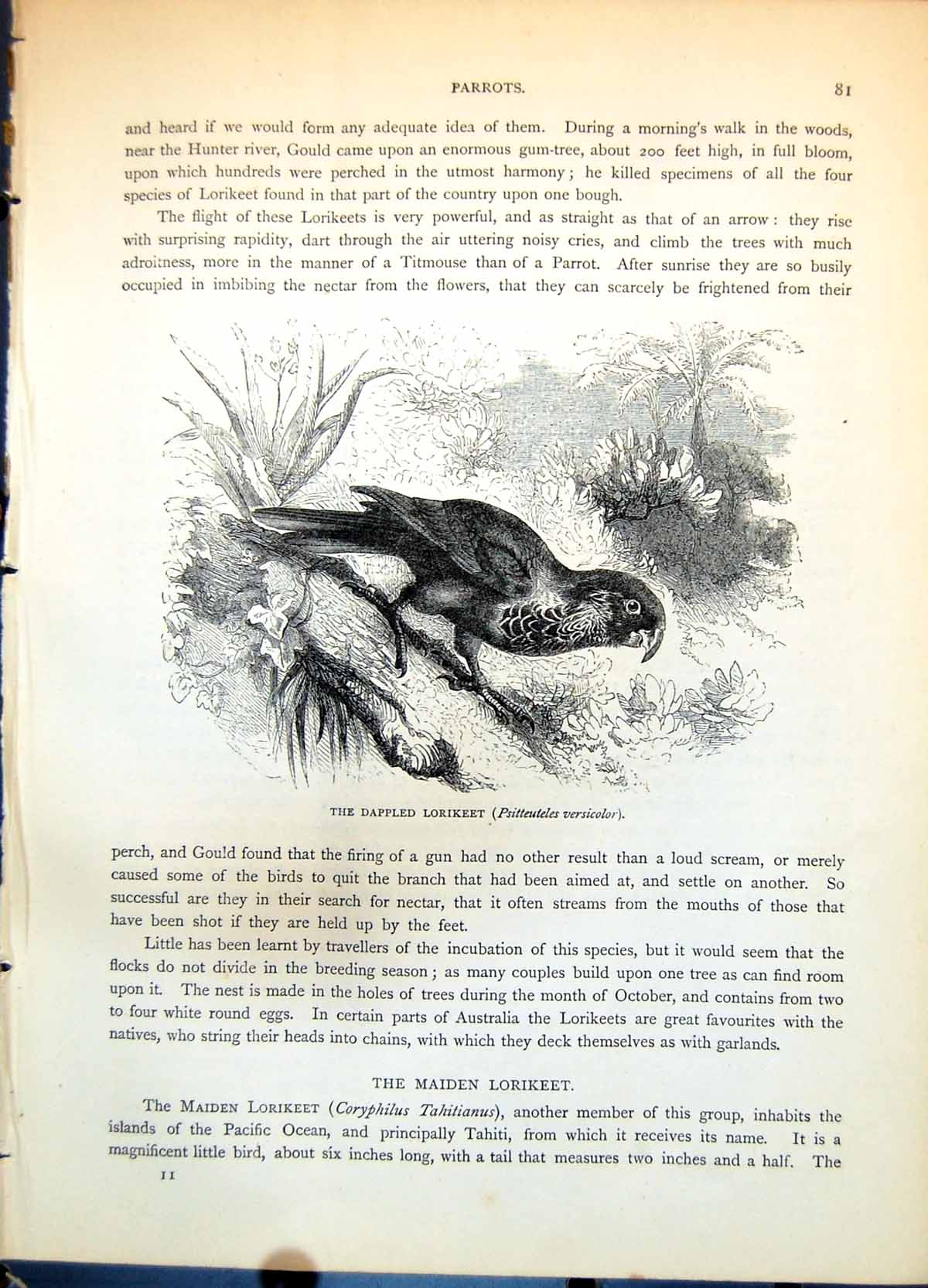 Old Print Dappled Lorikeet Psitteuteles Versicolor Parrot On Ground C1874 19th